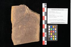 Foto (Objekt + Etikett) von Quercus palaeoilex Ettingshausen (NHMW-GEO-2024-0188-0923)